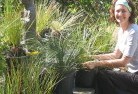Tweed Heads West NSWplant-nursery-15.jpg; ?>