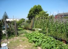 Kwikfynd Vegetable Gardens
tweedheadswestnsw